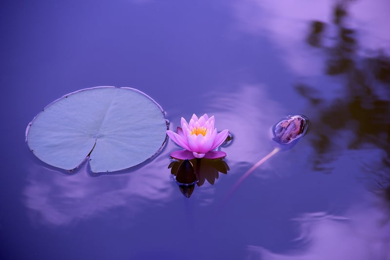 Moonlit Lotus