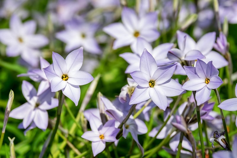 Celestial Starflower